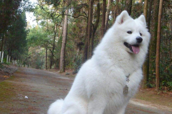 萨摩耶犬多少钱一只，纯种萨摩耶幼犬价格是多少