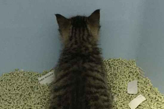 猫吃东西发出磨牙声