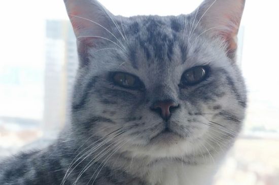 猫故意不在砂盆里大便