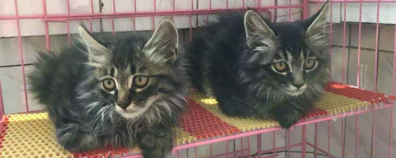 笼子养猫的好处和坏处