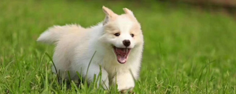 狗狗打狂犬疫苗前能洗澡吗