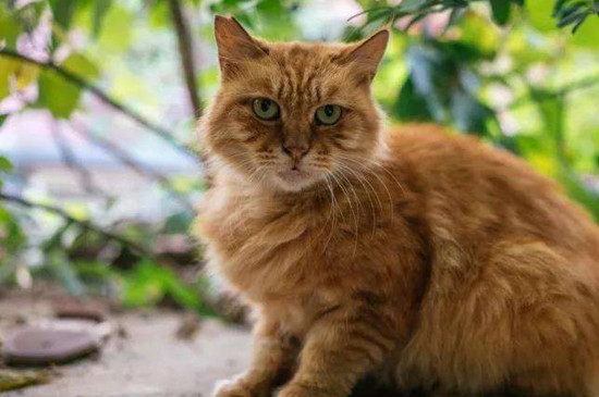 怎么让橘猫长胖
