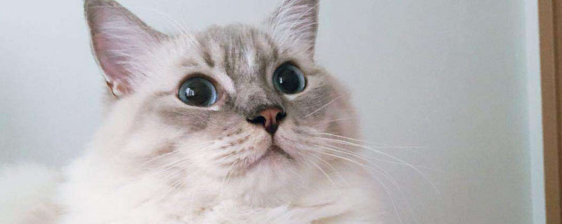猫能吃毛豆吗