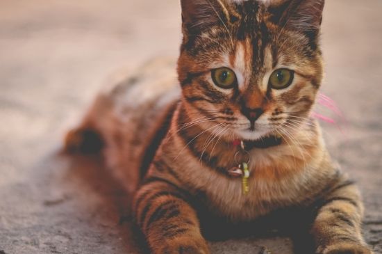 猫吃盐怎么补救