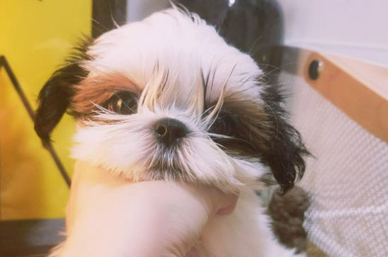 西施犬毛能剃光吗