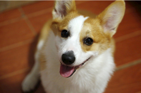 狗狗拉肚子怎么办