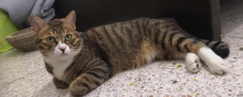 猫拉屎不埋怎么教育