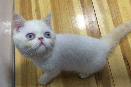 喜马拉雅猫和加菲猫的区别