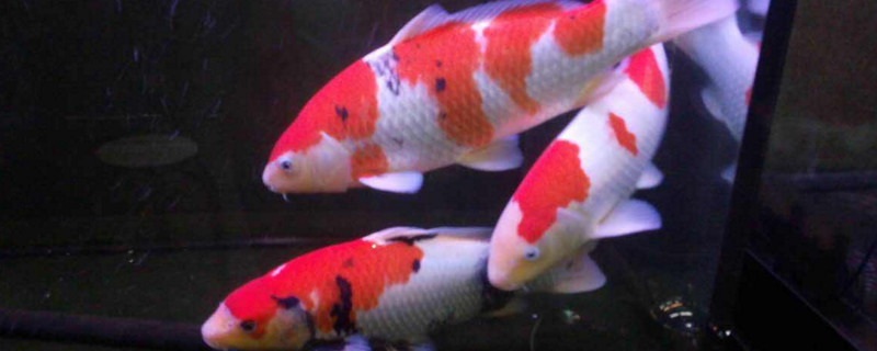 锦鲤入缸注意事项
