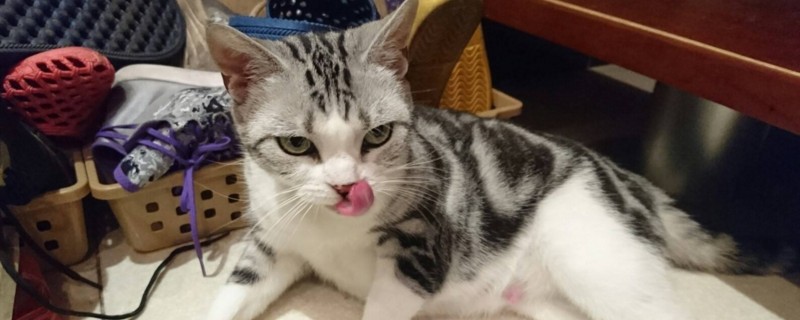 小猫为什么发出呼呼声