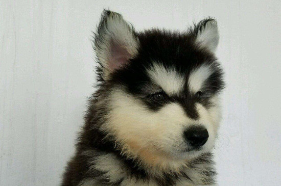 阿拉斯加犬多少钱一只，纯种阿拉斯加犬幼犬价格是多少