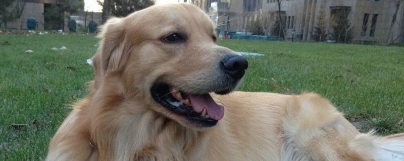狗冬天怎么保暖才不冷