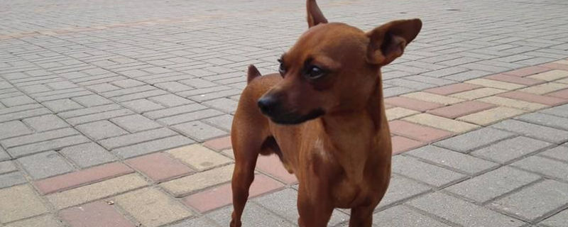 小鹿犬脱毛怎么回事