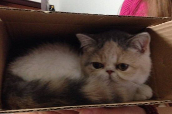 猫中毒的症状，最简单的治猫中毒方法