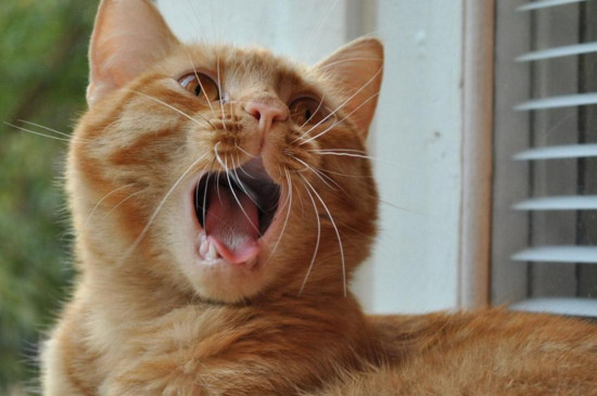 猫咪呼吸急促嘴巴张开