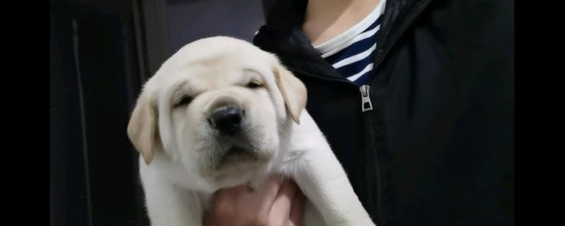 狗会发烧吗