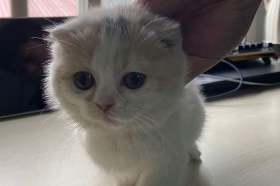 猫咪知道主人对它好吗