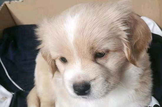 狗狗兴奋度太高怎么办，怎么降低狗狗兴奋度