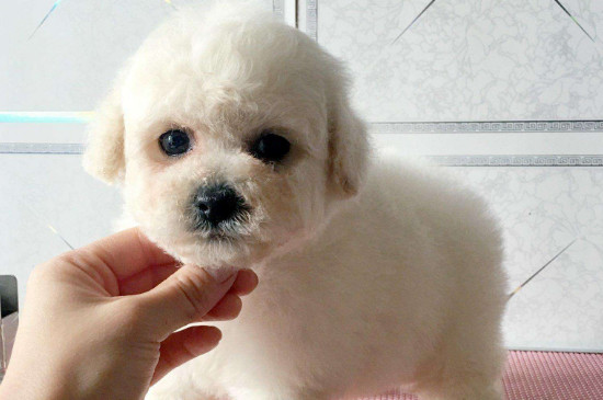幼犬吐白色粘液