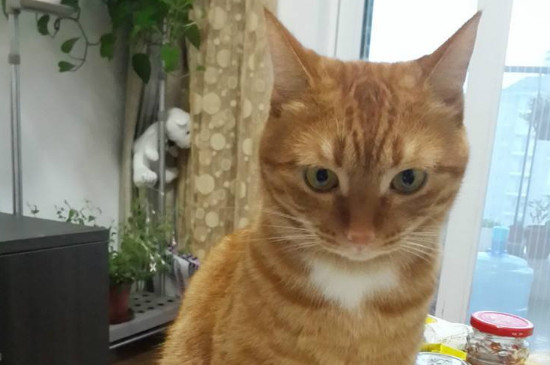 猫咪呕吐拉稀不吃东西