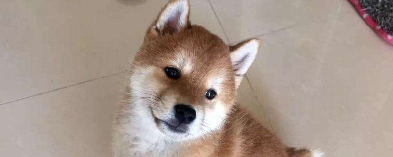 狗狗偶尔咳嗽咔一声