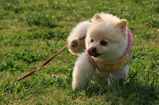 狗狗特别粘人说明什么