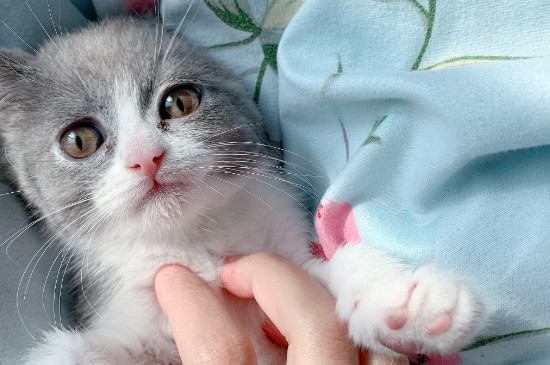 猫嘴角起黑硬痂子