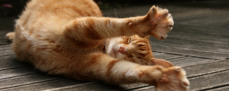 猫为什么喜欢拱腋下