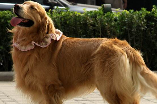 金毛犬怎么养