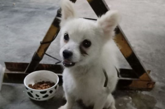 狗狗可以吃青苹果吗