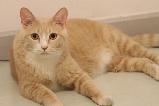 橘猫为什么那么凶