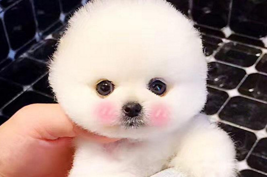 博美幼犬感冒了怎么办，注意保暖及时喂药并尽早就医