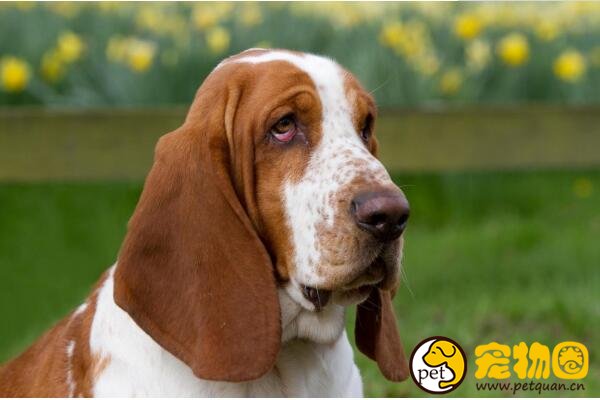 巴吉度犬天生带着委屈表情，曾被美国总统偏爱