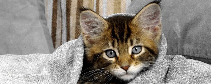猫抓伤了要打疫苗吗