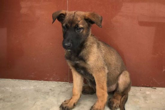 马犬几个月停止生长