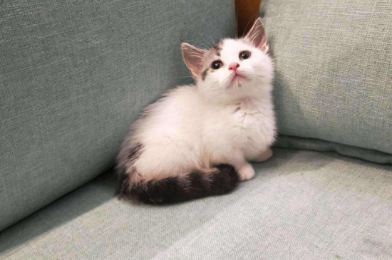 矮脚猫容易得心脏病吗