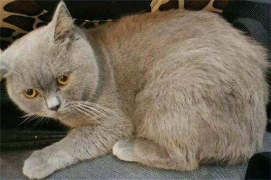 英短蓝猫丁香色值钱么