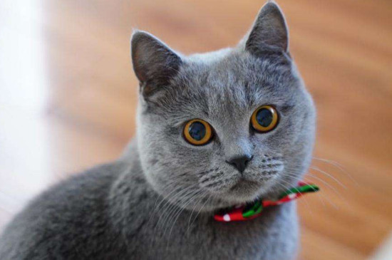 猫一年相当于几岁