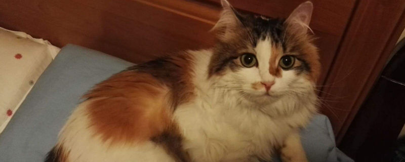猫眼睛上面毛稀疏发红
