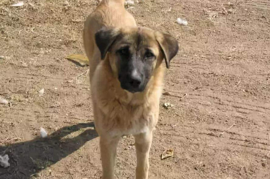 什么狗不用办狗证，禁养犬无法办理狗证