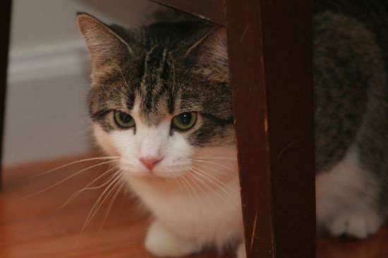 猫关禁闭一般多久