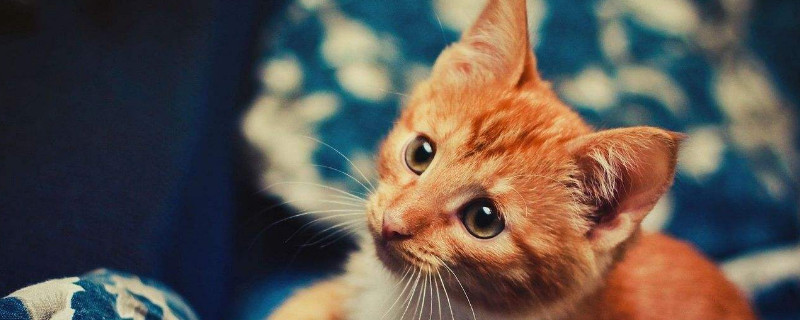 猫突然不粘人预示什么