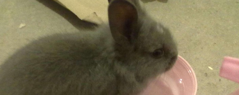 如何养兔子才能听话