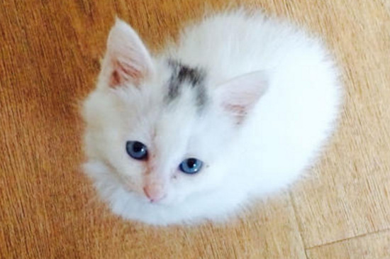 猫有一只眼睛睁不开