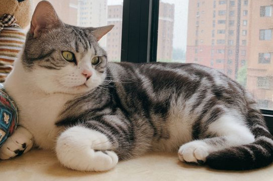 猫咪后背有软的鼓包
