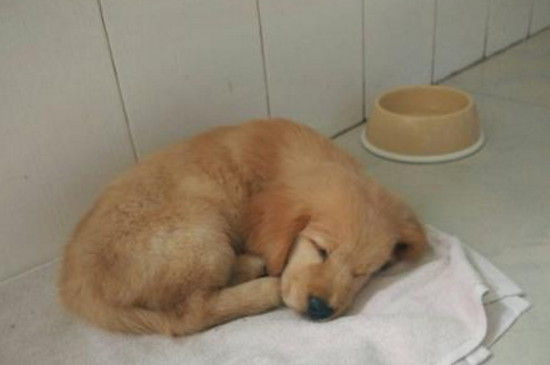 两个月的金毛容易死吗
