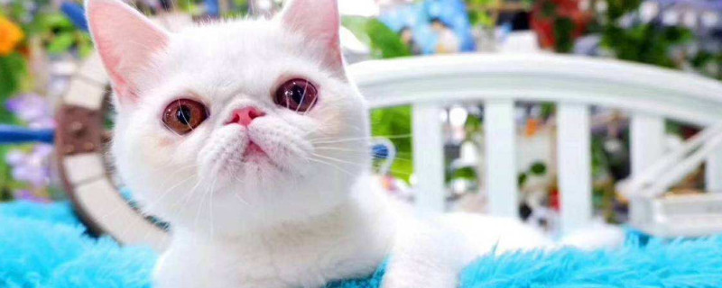 怎样培养猫温顺的性格,怎样把小猫的性格养好