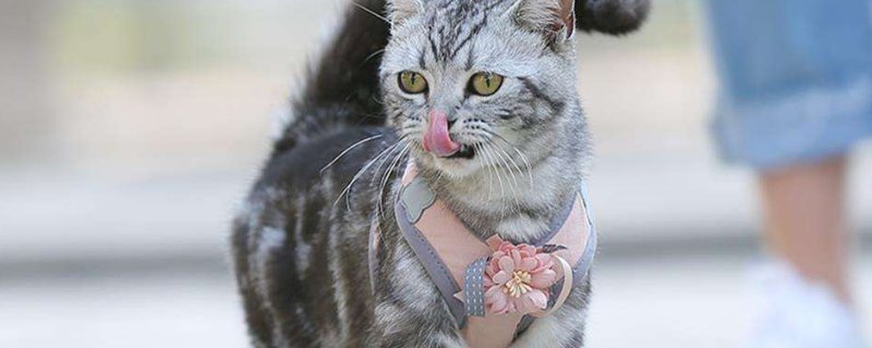 猫链子怎么套