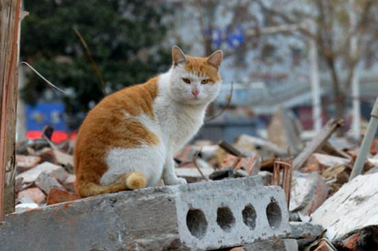 流浪猫一般在什么地方