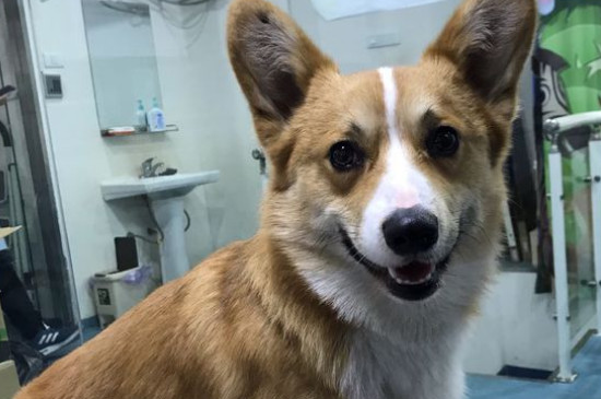 任何狗都带狂犬病毒吗